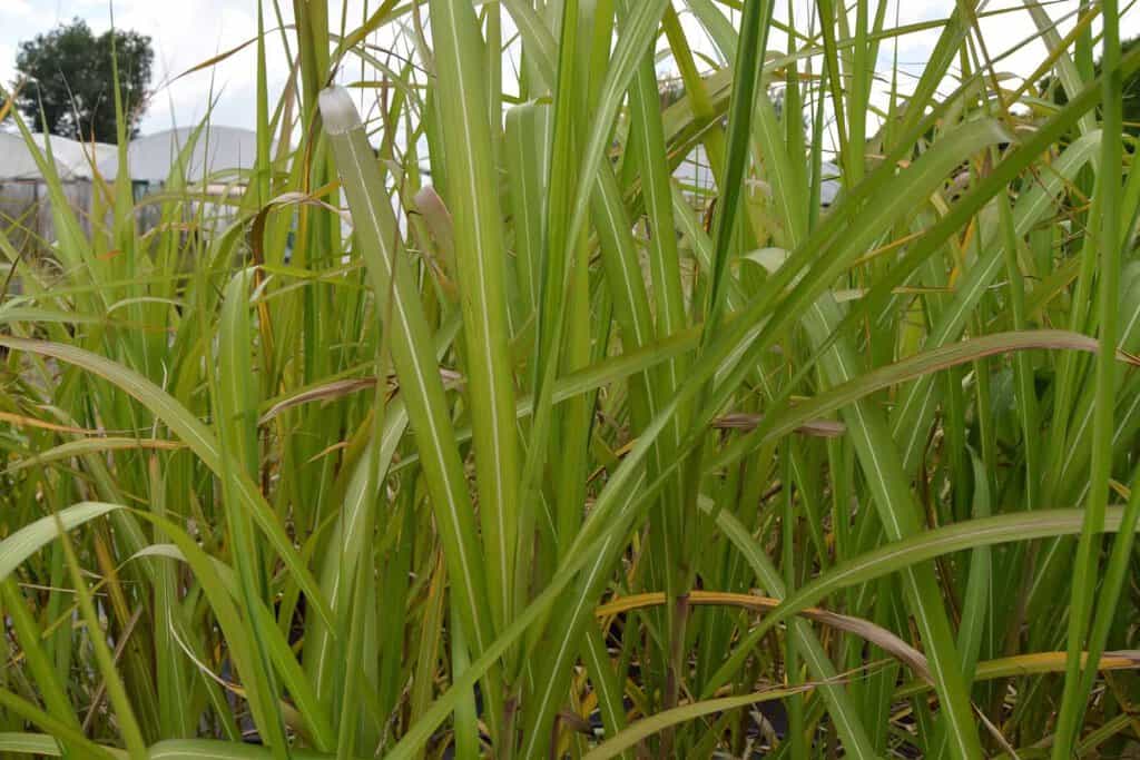 Miscanthus x giganteus ---